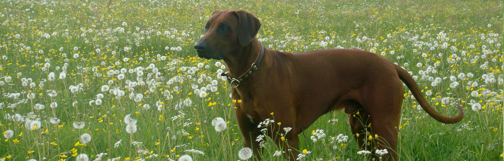 Hundeschule chiemsee